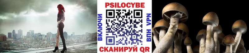 наркошоп  Белгород  Псилоцибиновые грибы Psilocybe 